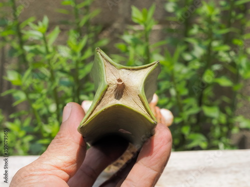 Close-up Hylocereus undatus cut and graft without root. (wait for new root). photo