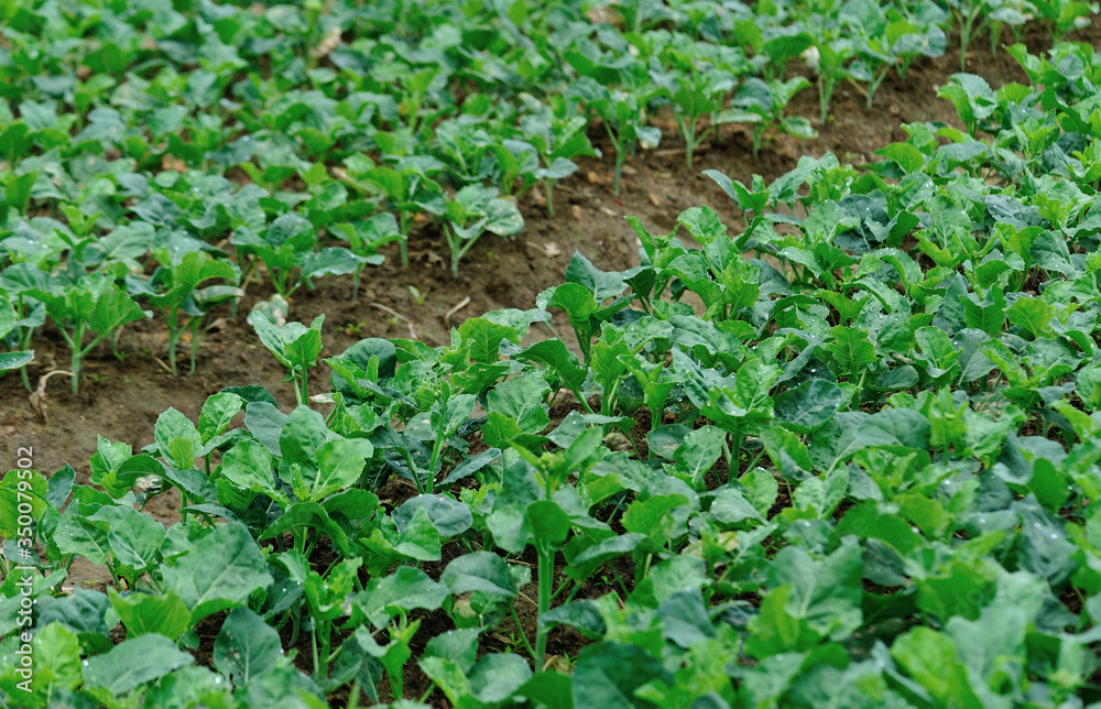 Green kale in growth at vegetable garden.