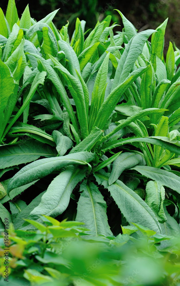 Obraz premium Green leaf lettuce in growth at vegetable garden