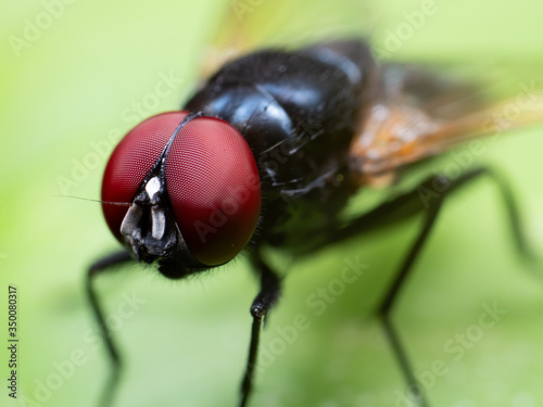 Macro Photo of Black Fly on Green Leaf