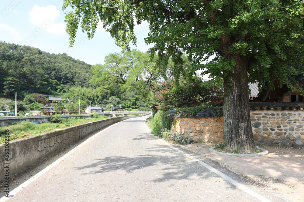 Entrance of old village road in Korea with big trees.