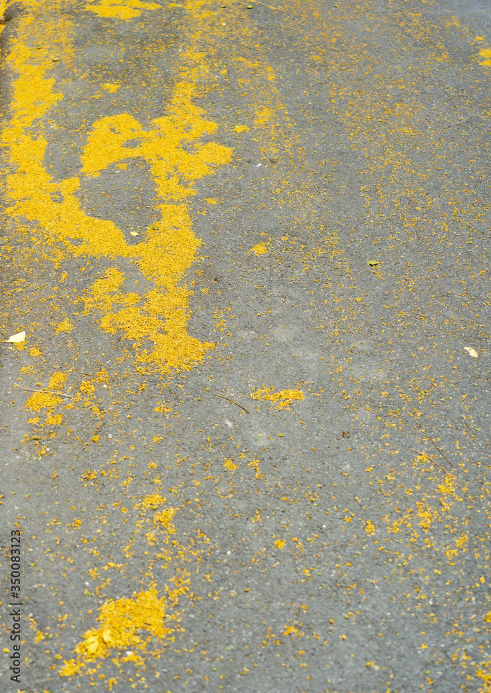 yellow flowers falling from the trees on the road yellow flowers falling from the trees on the road