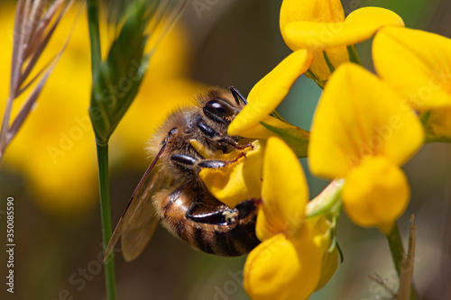 bee on yellow flower