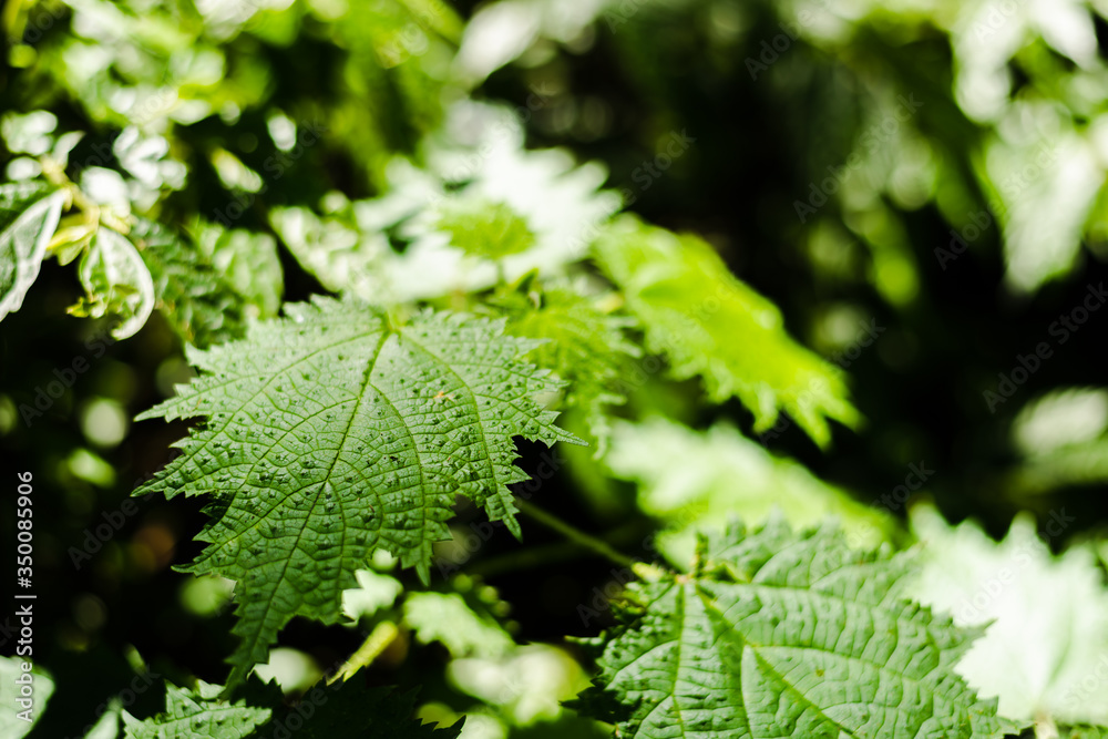 sting nettle in the tropical forest sting nettle in the tropical forest