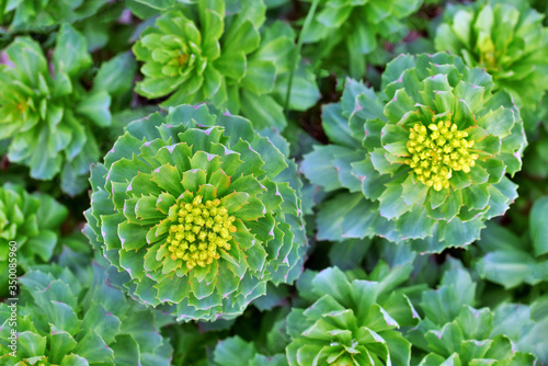 top view of rhodiola rosea sprouts in early spring photo