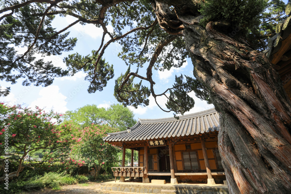 I always think about filial duty, Translation of Chinese text: old signboard and Korean traditional houses, old cedar trees. I always think about filial duty, Translation of Chinese text: old signboard and Korean traditional houses, old cedar trees.