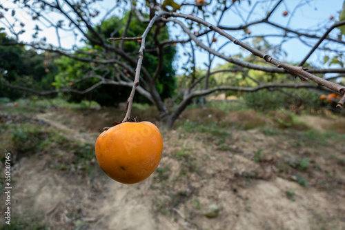 persimmons on the tree photo