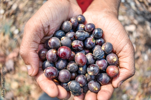 Indian fruit char Raw fruits also know as  Buchanania Lanzan close full frame health forest natural.
Buchanania lanzan Medium tree The canopy is a thick, rounded bush with a stalk and a young branch w photo