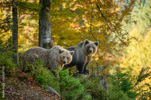 Two big brown bear in the forest. Dangerous animal in natural habitat. Wildlife scene © byrdyak
