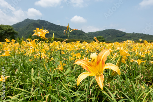 Bild auf Leinwand landscape of tiger lily