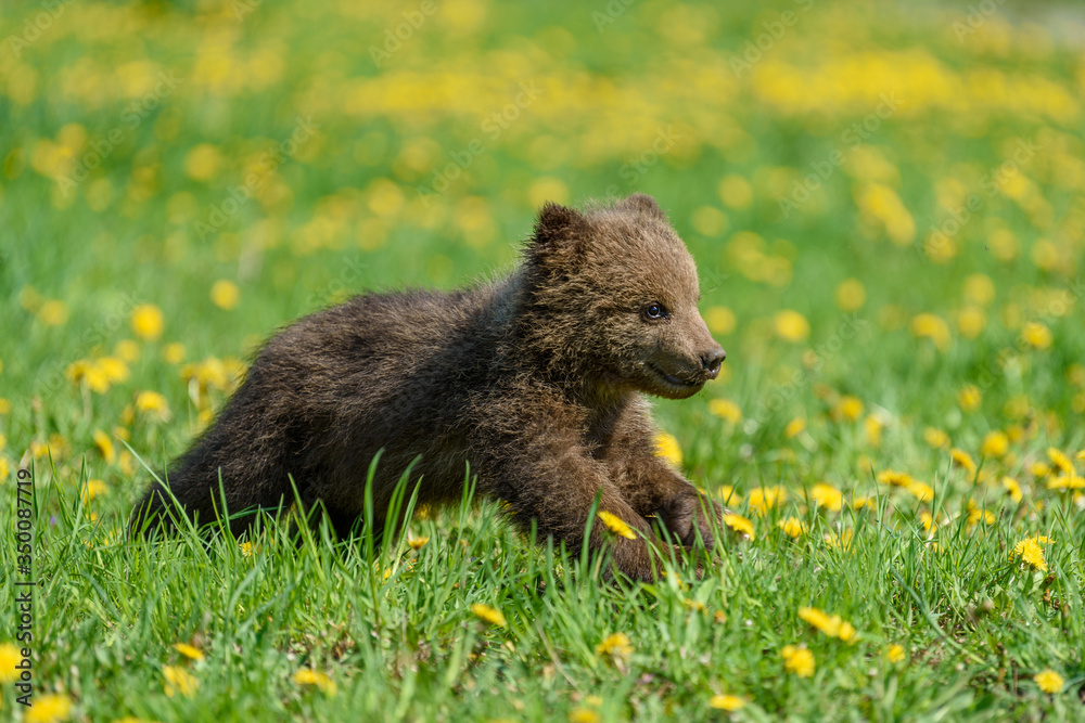 Fototapeta premium Bear cub in spring grass. Dangerous small animal in nature meadow with yellow flowers.