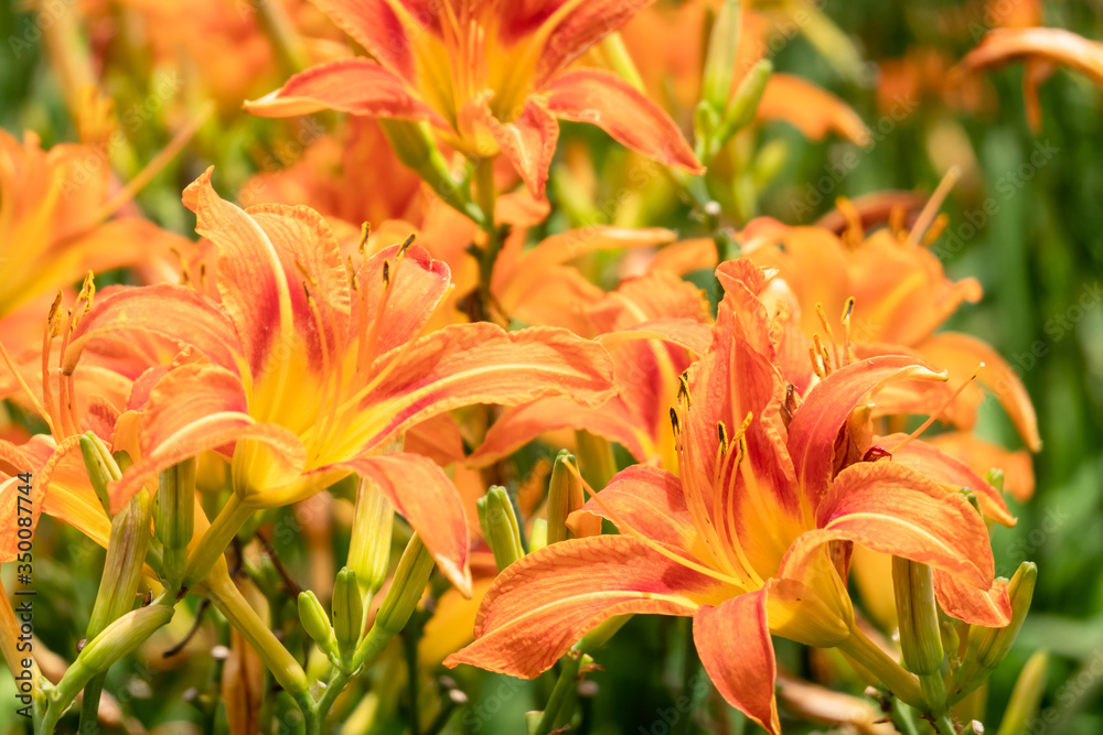 landscape of tiger lily landscape of tiger lily