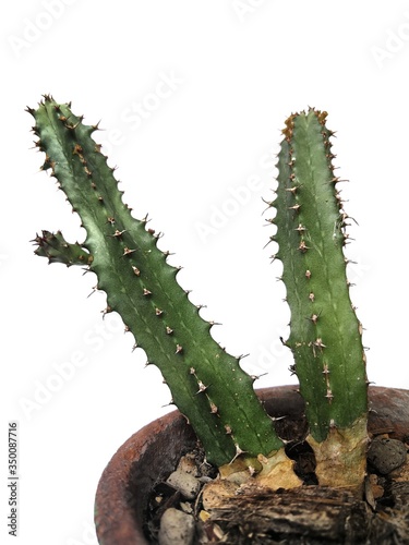 cactus isolated on white