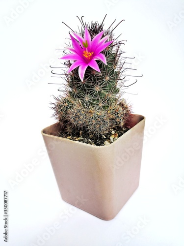 cactus in flowerpot