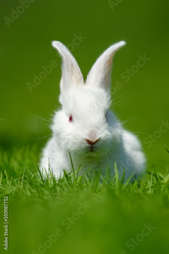 Funny  little white rabbit on spring green grass