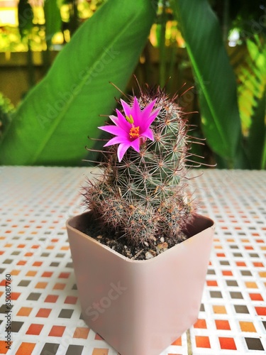 cactus in a pot
