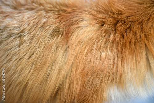 Red fox skin texture for background (real fur)