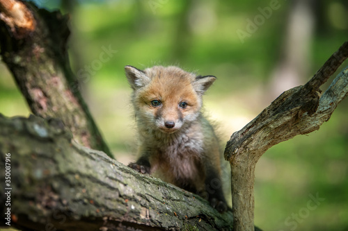 Murais de parede Red fox, vulpes vulpes, small young cub in forest on branch