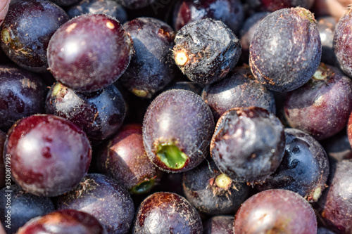 Indian fruit char Raw fruits also know as  Buchanania Lanzan close full frame health forest natural.
Buchanania lanzan Medium tree The canopy is a thick, rounded bush with a stalk and a young branch w photo