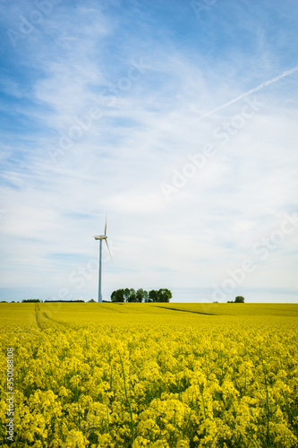 Denmark countryside landscape in spring with flower field and wind power turbine
