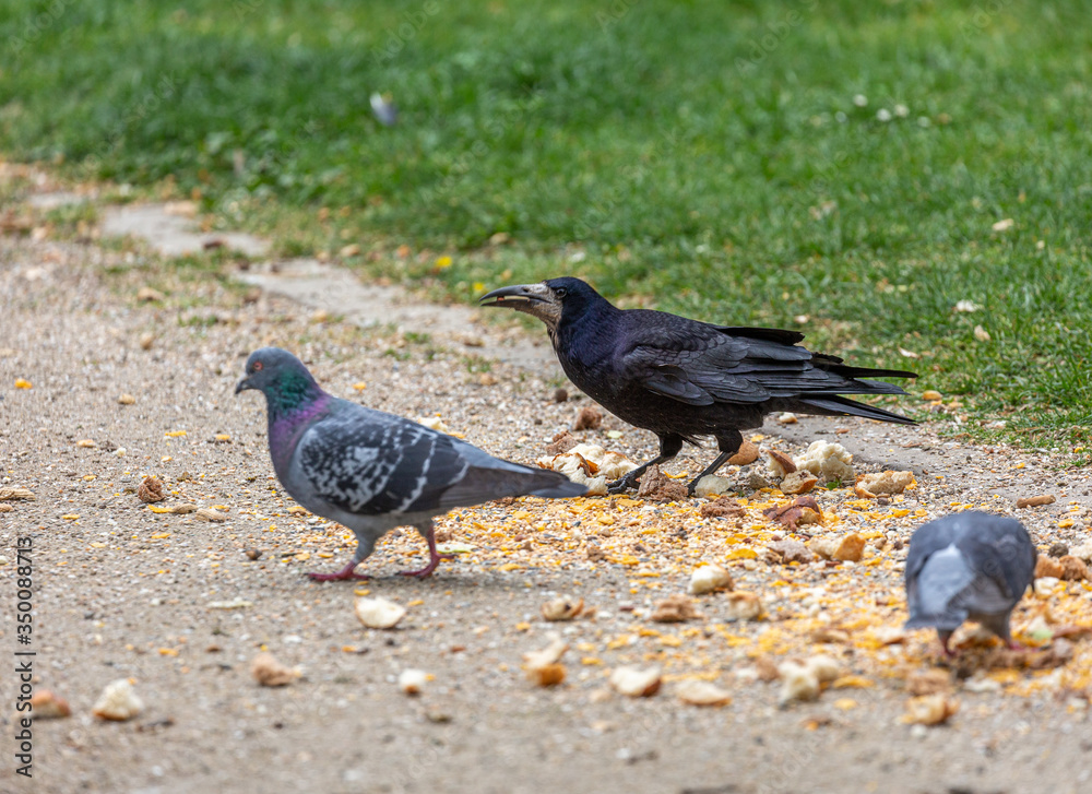 Fototapeta premium Raven and pigeons eat in park