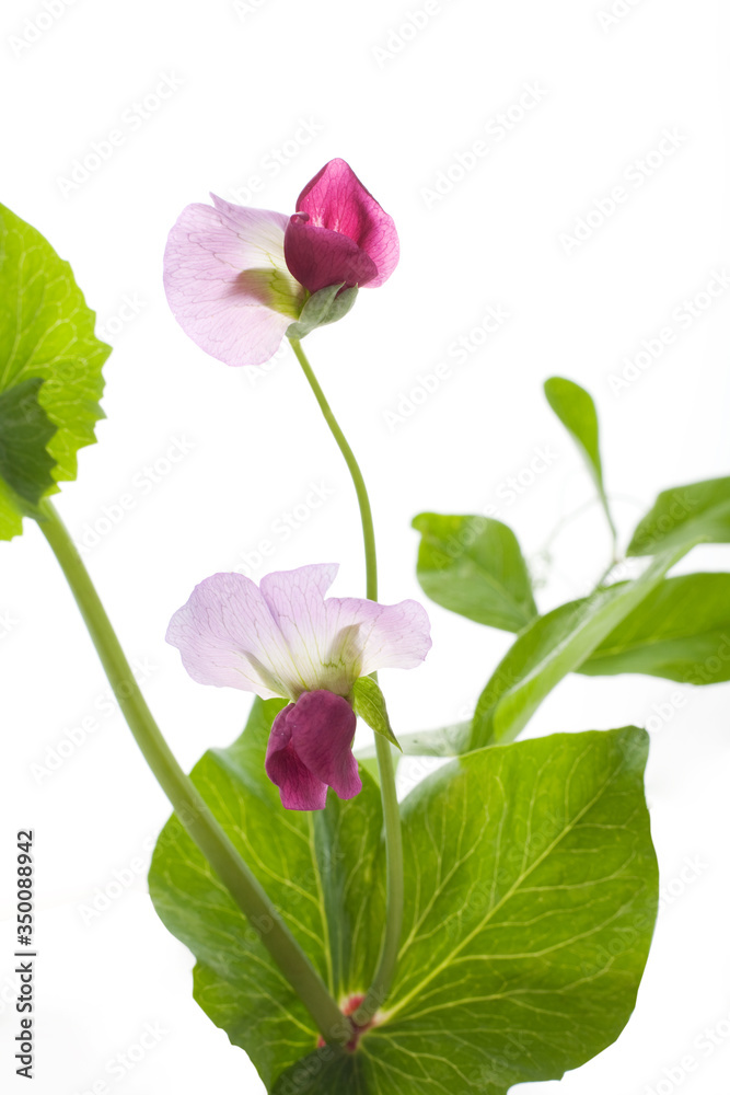 エンドウの花 エンドウの花