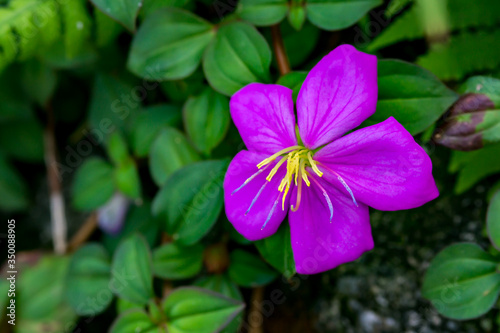 Princess flower with colorful stamens and pistils.