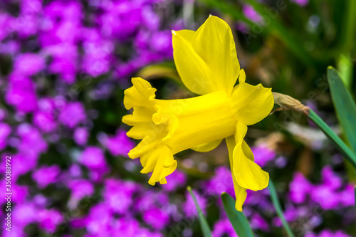 Tableau sur toile Yellow  jonquil in magenta flower garden.