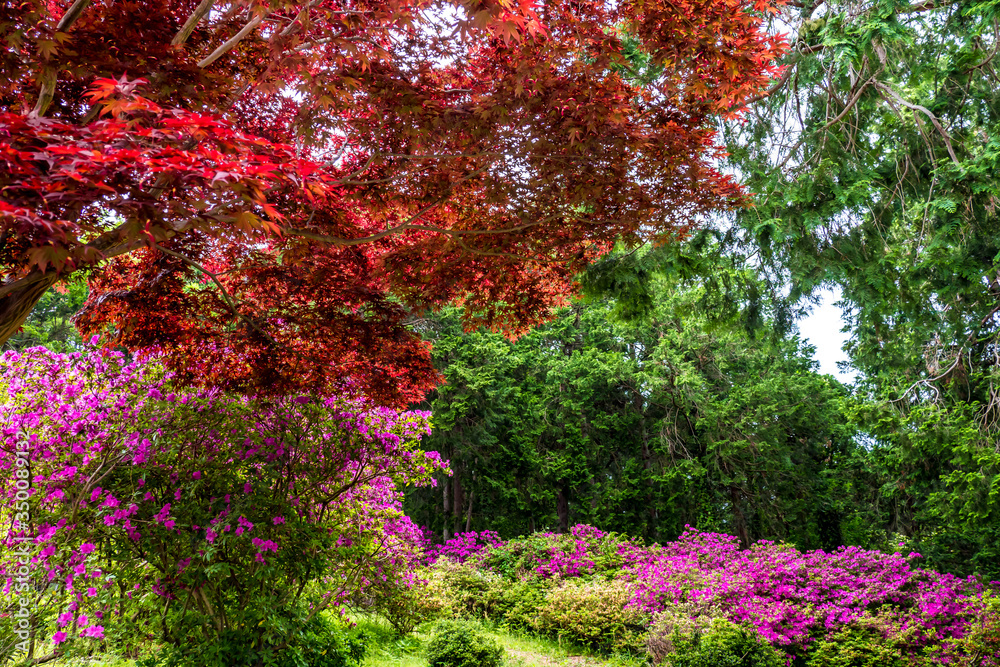 Beautiful forest in spring harmonized with the deep red of Japanese maple and pink azaleas. Beautiful forest in spring harmonized with the deep red of Japanese maple and pink azaleas.