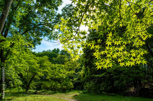 Beautiful forest in spring with bright sunlight shining on the Japanese maple.