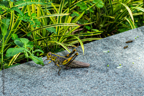 Big grasshopper eating the grass photo