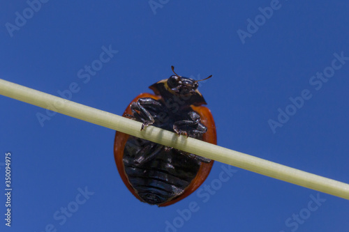 close up of ladybird hanging on stem against blue sky photo