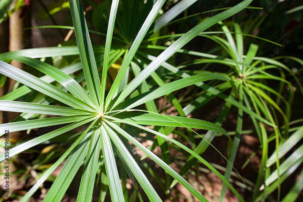 Cyperus is a small green palm-like plant growing in the tropics. Cyperus is a small green palm-like plant growing in the tropics.