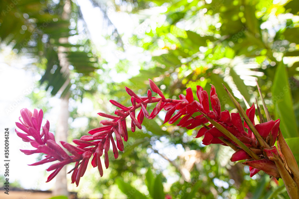 Beautiful red exotic flowers grow in the tropics. Beautiful red exotic flowers grow in the tropics.