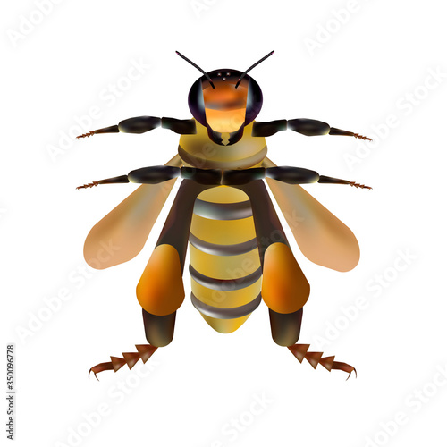 Realistic character bee, for illustrations