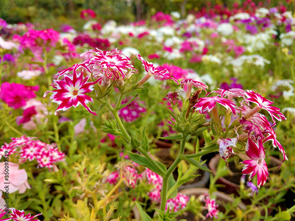 Beautiful gillyflowers blooming in Garden, beautiful little flowers close up in garden Beautiful gillyflowers blooming in Garden, beautiful little flowers close up in garden