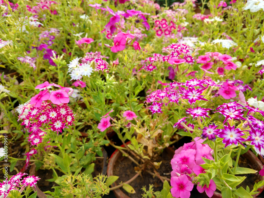 Beautiful gillyflowers blooming in Garden, beautiful little flowers close up in garden Beautiful gillyflowers blooming in Garden, beautiful little flowers close up in garden