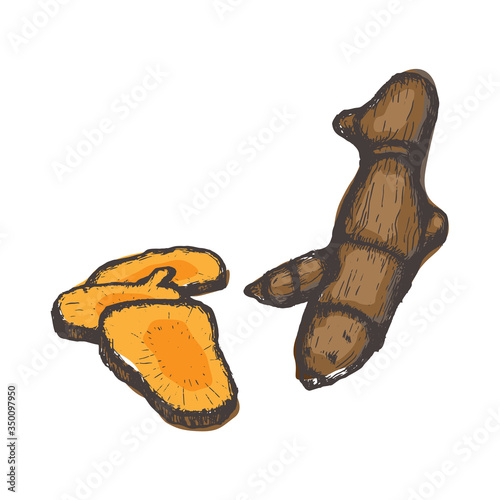 Curcuma, Turmeric Healthy Spicy iNgredient and Herbs in Vintage Sketch Drawing Style on iSolated White Background.