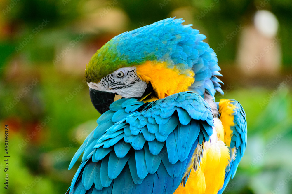 Blue and yellow macaw parrot arranging its colorful feathers