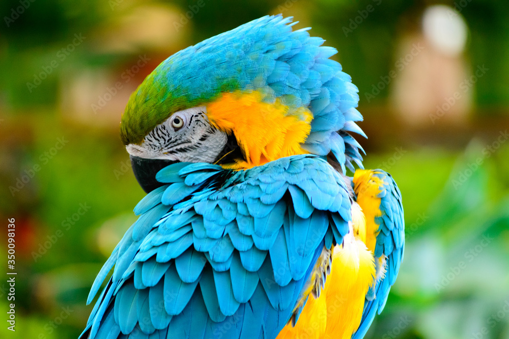 Blue and yellow macaw parrot arranging its colorful feathers Blue and yellow macaw parrot arranging its colorful feathers