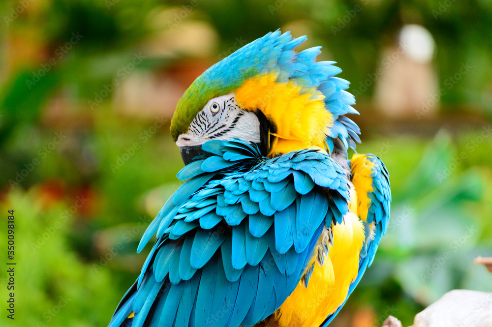 Fototapeta premium Blue and yellow macaw parrot arranging its colorful feathers