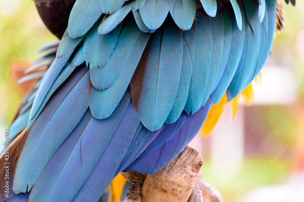 Obraz premium Elegant macro natural texture of the feathers of a blue and yellow macaw parrot