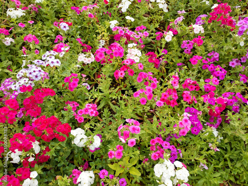 Beautiful gillyflowers blooming in Garden, beautiful little flowers close up in garden Beautiful gillyflowers blooming in Garden, beautiful little flowers close up in garden