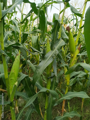 corn on the cob. Green stalk natural