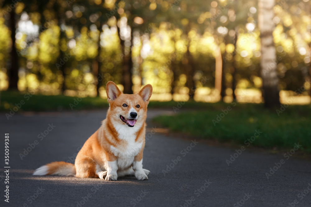 dog on nature in the park. welsh corgi pembroke. Pet for a walk