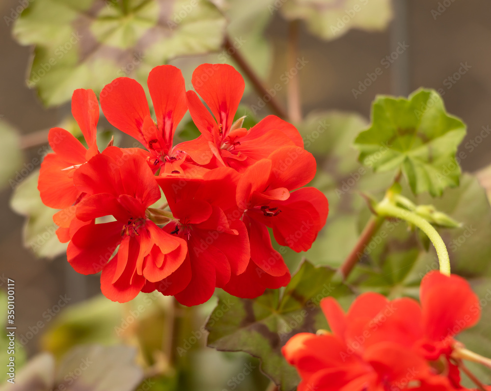 Pelargonium blooming in beautiful red. Close up flower Pelargonium blooming in beautiful red. Close up flower