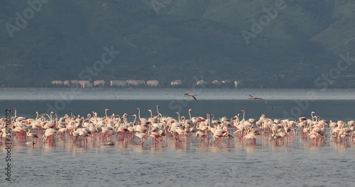 Beautiful pink flamingos, 4K, Turkey, izmir..