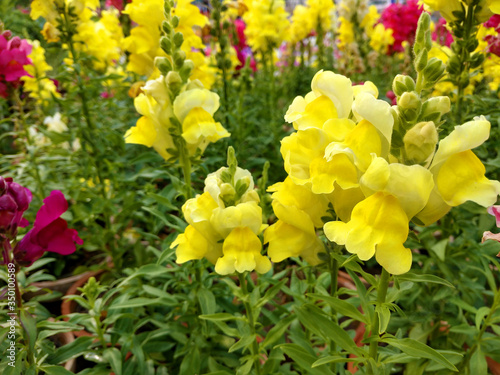 Beautiful garden flowers at sunny day  Snapdragon flowers blooming in garden  Colorful Snapdragons