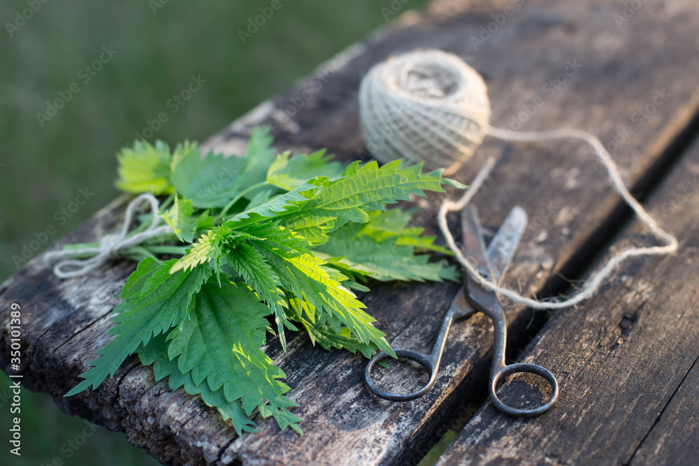 A fresh bunch of cut nettles on a wooden background with old scissors and twine, low depth of field. Preparation of medicinal herbs in early spring. The concept of natural medicine. A fresh bunch of cut nettles on a wooden background with old scissors and twine, low depth of field. Preparation of medicinal herbs in early spring. The concept of natural medicine.