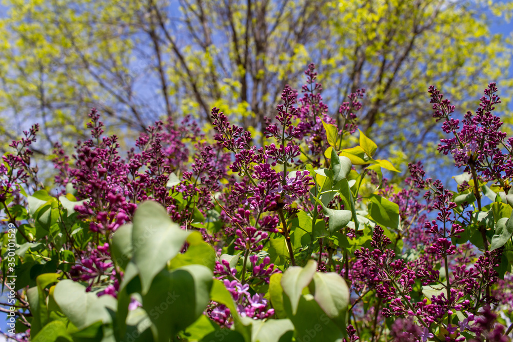 Obraz premium Close up view of newly emerging Persian lilac flower blossoms and buds with deep purple color, and blue sky background